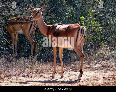 Close up of a female Oribi antelope standing alert near a sweet thorn bush. Stock Photo