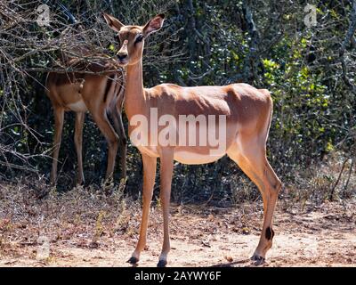 Female Oribi antelope standing alert beside a sweet thorn bush Stock Photo