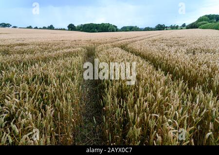 Looking out over a field of ripening crops in the Shropshire countryside along tracks leading off into the distance. Stock Photo