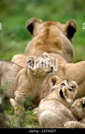 KATANGA LION OR SOUTHWEST AFRICAN LION panthera leo bleyenberghi Stock Photo