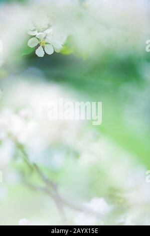 Apple blossoms Stock Photo