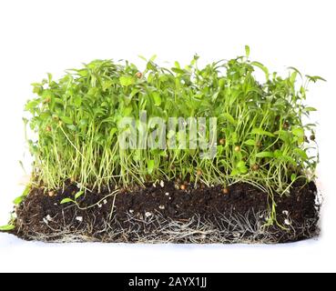 green coriander sprouts over white background Stock Photo