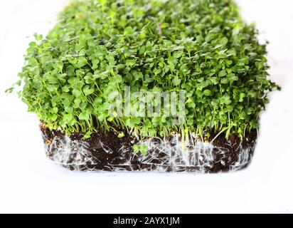 green appetizing sprouts with many minerals Stock Photo
