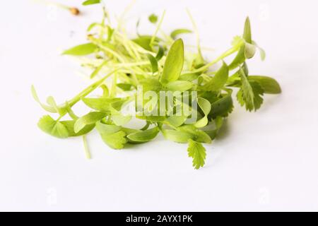 Closeup on healthy plant microgreens sprouts Stock Photo