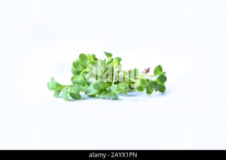 Closeup on healthy plant microgreens sprouts Stock Photo