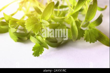 Closeup on healthy plant microgreens sprouts Stock Photo