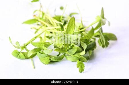 Closeup on healthy plant microgreens sprouts Stock Photo