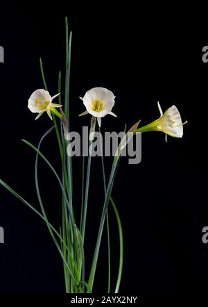 Narcissus bulbocodium 'Arctic Bells', a variety of Hoop Petticoat Daffodil, February Stock Photo