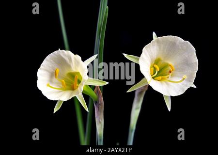 Narcissus bulbocodium 'Arctic Bells', a variety of Hoop Petticoat Daffodil, February Stock Photo