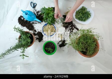 Home gardening with watering can, scissors, sprouted seeds and hands in frame. Indoor microgreens and garden room concept. Green spices rosemary and o Stock Photo