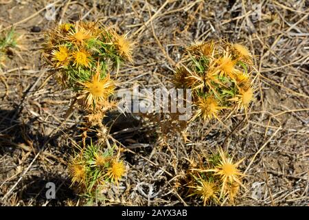 Greece, prickly flower common golden thistle Stock Photo