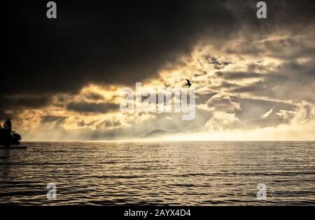 Lake Thun under a dark cloud with sunrays enlightening a fog bank and a flying gull Stock Photo