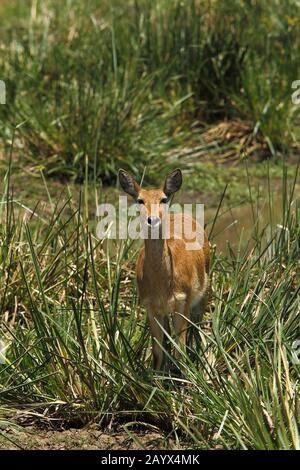 Southern or Common Reedbuck, redunca arundinum, Female standing  in Swamp, Masai Mara Park in Kenya Stock Photo