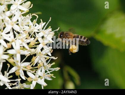 Honey Bee, apis mellifera, Adult in Flight, Flying to Flower with Pollen Baskets, Normandy Stock Photo