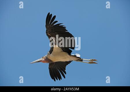 Marabou Stork, leptoptilos crumeniferus, Adult in Flight, Masai Mara Park in Kenya Stock Photo