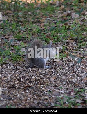 American squirrel with a fluffy tail sits in the foliage and eats Stock Photo