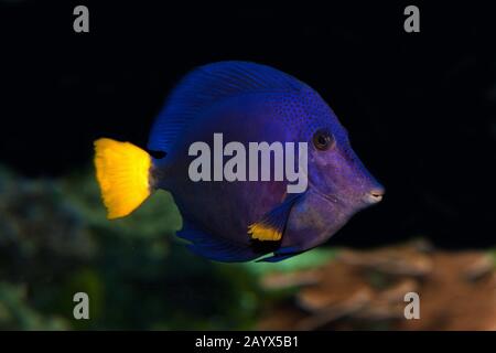 Purple Tang or Yellowtail Tang or Yellowtail Surgeonfish, zebrasoma xanthurum Stock Photo