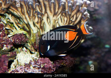 Red-tailed Surgeonfish or Achilles Tang, acanthurus achilles Stock Photo
