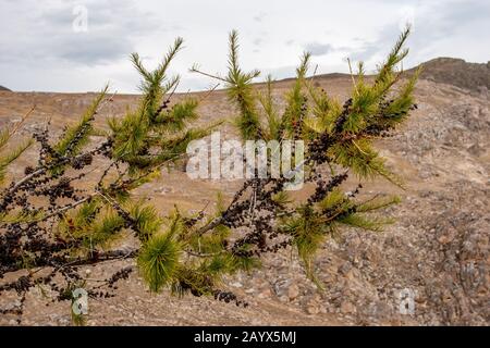 Pine branch with cones. Dwarf conifer with green needles. Blurry rocks on background and sky with clouds. Stock Photo
