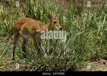 Southern or Common Reedbuck, redunca arundinum, Female standing  in Swamp, Masai Mara Park in Kenya Stock Photo