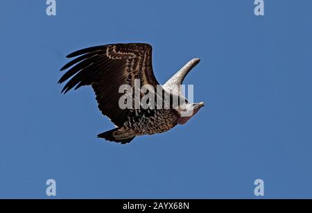 Ruppell's Vulture, gyps rueppellii, Adult in Flight against Blue Sky Stock Photo