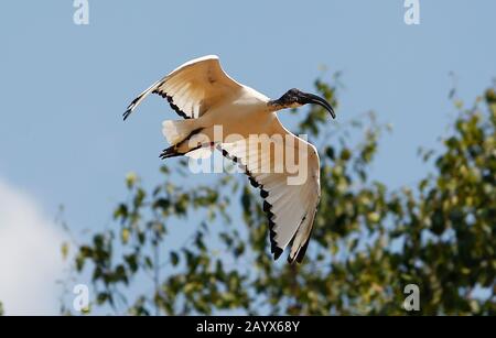 Sacred Ibis, threskiornis aethiopica, Adult in Flight, Kenya Stock Photo