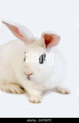 Hotot Domestic Rabbit, Breed from Normandy Stock Photo