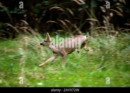 Roe Deer, capreolus capreolus, Female running through  Long Grass, Normandy Stock Photo