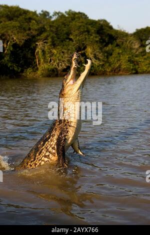 Spectacled Caiman, caiman crocodilus, Adult Jumping, Los Lianos in Venezuela Stock Photo