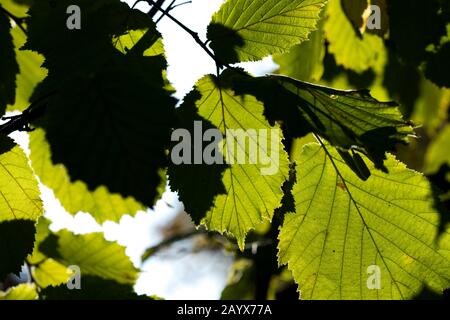 Hazelnut on a branch with green leaves. Late summer in the shrubs with leaves and sunburst. Healthy eating natural protein. Stock Photo