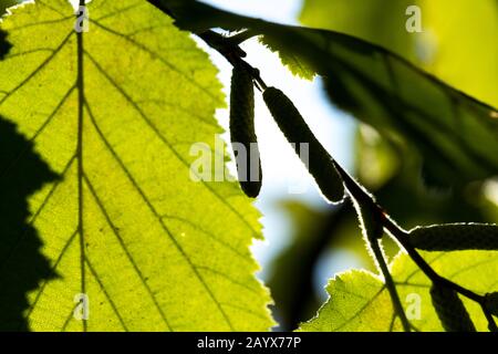 Hazelnut on a branch with green leaves. Late summer in the shrubs with leaves and sunburst. Healthy eating natural protein. Stock Photo