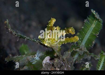 Small sea snails White-Spotted Lobiger. Underwater macro photography from Tulamben, Bali,  Indonesia Stock Photo