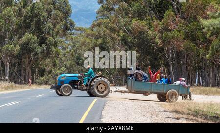 Villiersdorp, Western Cape, South Africa. Dec 2019.  Farm workers getting a ride in the trailer of a blue tractor. Stock Photo