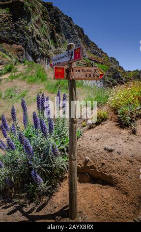 Wooden directing post and blooming bright blue Pride of Madeira plant near hiking trail fork. Post shows two ways and distance to Pico Ruivo, the famo Stock Photo