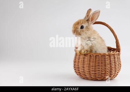 Easter bunny rabbit in basket on gray background Stock Photo