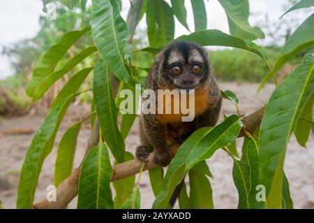 Portrait of a Night owl monkey along the Maranon River in the Peruvian Amazon River basin near Iquitos. Stock Photo