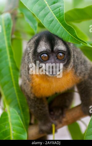 Portrait of a Night owl monkey along the Maranon River in the Peruvian Amazon River basin near Iquitos. Stock Photo