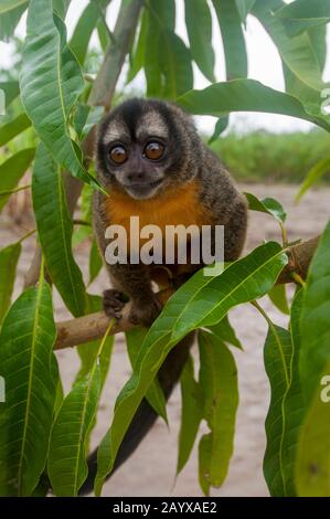 Portrait of a Night owl monkey along the Maranon River in the Peruvian Amazon River basin near Iquitos. Stock Photo