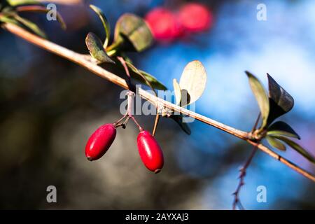 Berberis, commonly known as barberry close up shot. A branch of barberry with red leaves. Floral background. Autumn atmosphere. Warm colors. Nature pa Stock Photo