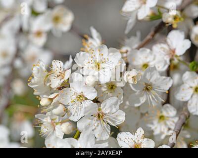 Flowering wild plum tree, Prunus cerasifera, in spring Stock Photo