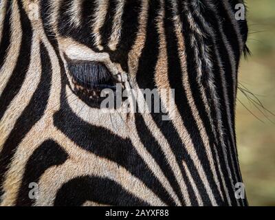 Close up of a zebra's eye and striped coat Stock Photo