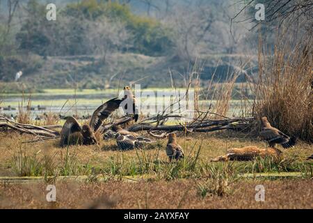 steppe eagle flock showing dominance on each other and eastern imperial eagle with aggressively and angry expressions on spotted deer kill at keoladeo Stock Photo