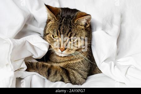 Tabby cat is sleeping on a white bed sheet. Selective focus. Close up. Stock Photo