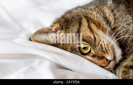 Tabby cat lies on a white bed sheet. Selective focus. Close up. Stock Photo