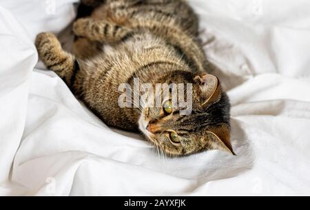 Tabby cat lies on a white bed sheet. Selective focus. Close up. Stock Photo