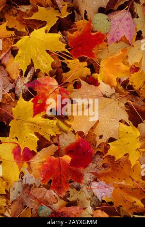 A fall scene with colorful maple leaves on the forest floor near Huberdeau in the Laurentians in Quebec Province, Canada. Stock Photo