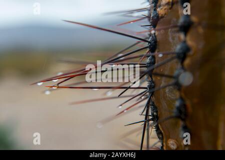 Close-up of cardon cacti (Pachycereus pringlei) spines with raindrops on the Isla Espiritu Santo in the Bahia de La Paz, Sea of Cortez in Baja Califor Stock Photo