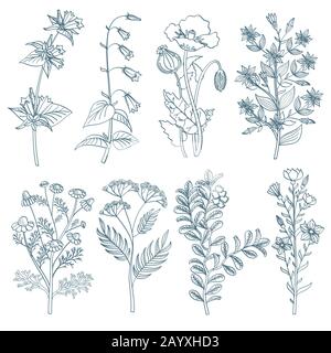 Herbs wild flowers botanical medicinal organic healing plants vector set in hand drawn style. Herb medicine plant and illustration of botanical plant for healing Stock Vector