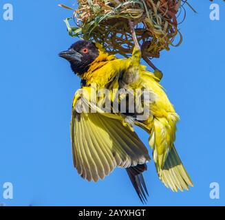 Nesting Village Weavers Stock Photo