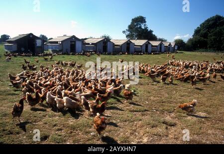 Free range Rhode Island Red hens roaming on Sussex farm Stock Photo